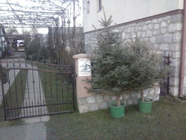 Bozicna drvca sa korjenom,sadnice ljesnjaka,oraha