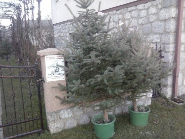 Bozicna drvca sa korjenom,sadnice ljesnjaka,oraha