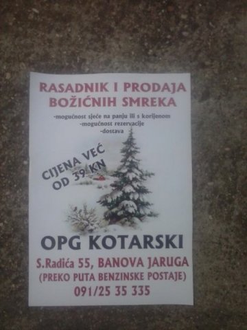 Bozicna drvca sa korjenom,sadnice ljesnjaka,oraha