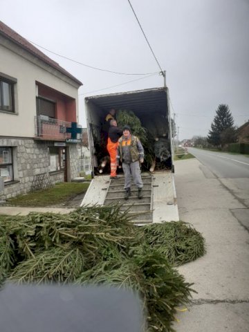 Bozicna drvca sa korjenom,sadnice ljesnjaka,oraha