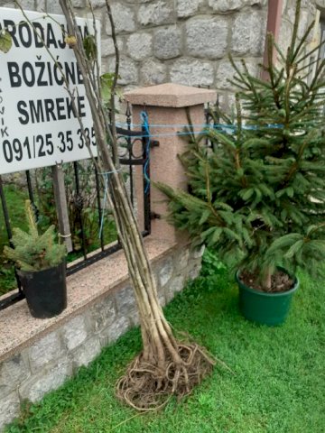 Bozicna drvca sa korjenom,sadnice ljesnjaka,oraha