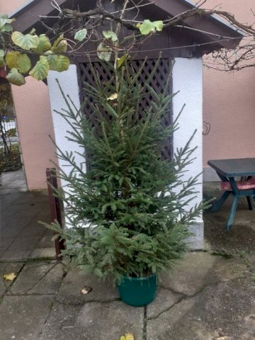 Bozicna drvca sa korjenom,sadnice ljesnjaka,oraha