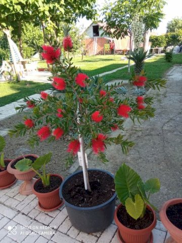 KALISTEMON ILI ČETKOVAC može zamjena