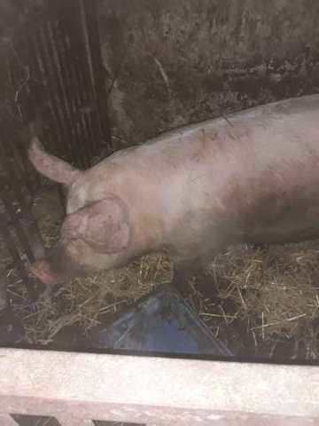 Krmača za obradu