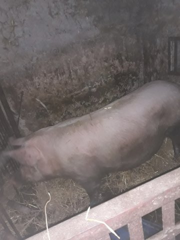 Krmača za obradu