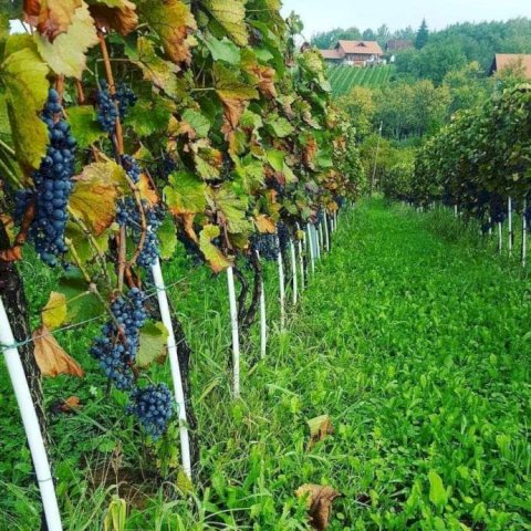 NASAD VINOGRADA sa novom kućom