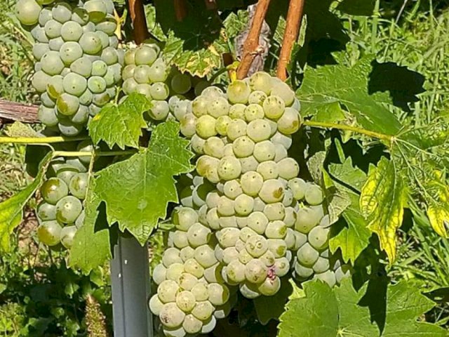 NASAD VINOGRADA sa novom kućom