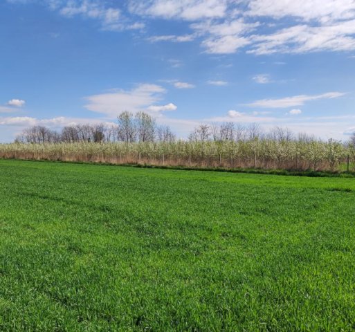 Poljoprivredno zemljište, Prelog, 10000 m2