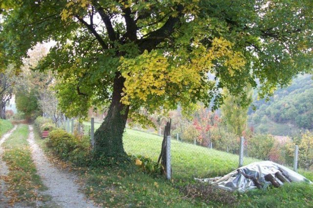 ZEMLJIŠTE - SVETA JANA, DRAGA SVETOJANSKA