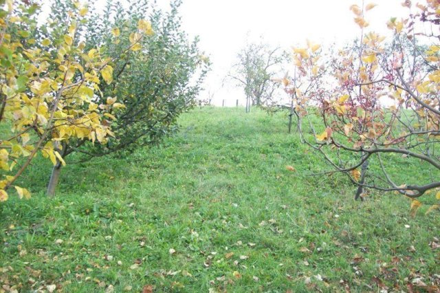 ZEMLJIŠTE - SVETA JANA, DRAGA SVETOJANSKA