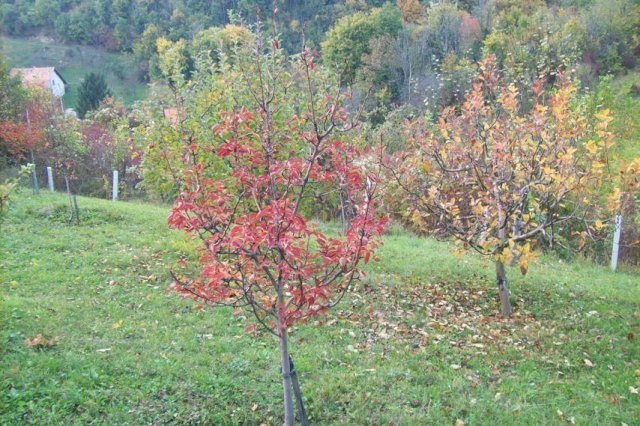 ZEMLJIŠTE - SVETA JANA, DRAGA SVETOJANSKA