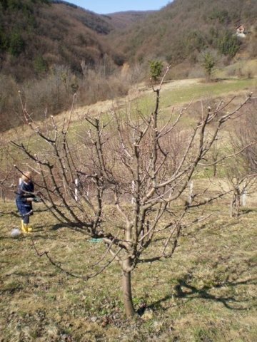 ZEMLJIŠTE - SVETA JANA, DRAGA SVETOJANSKA