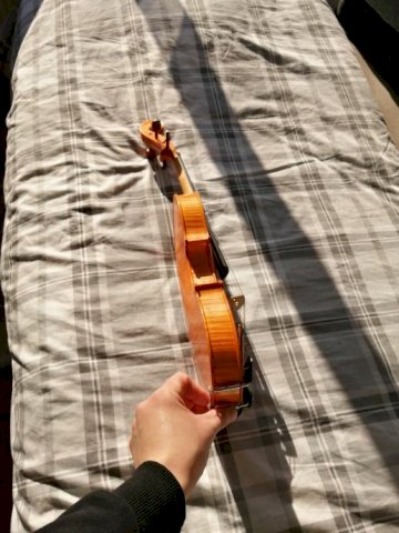 Violina