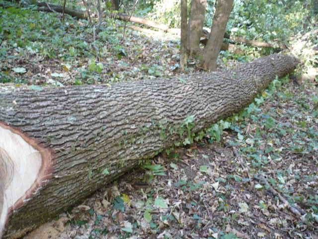 Mjenjam mješana drva za ogrijev za svinje i odoj