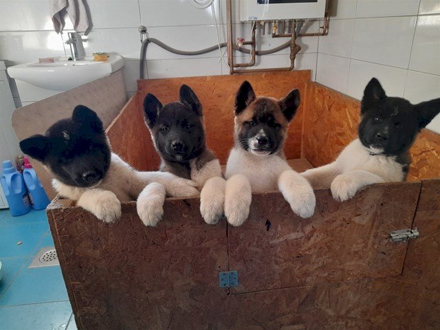 Američka akita