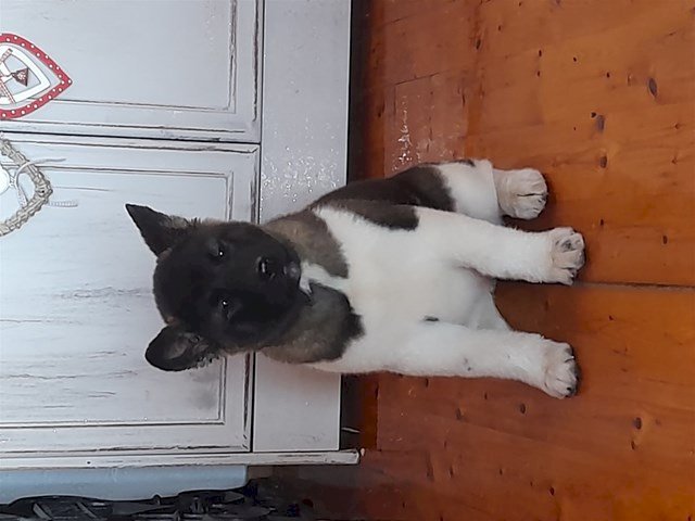 Američka akita