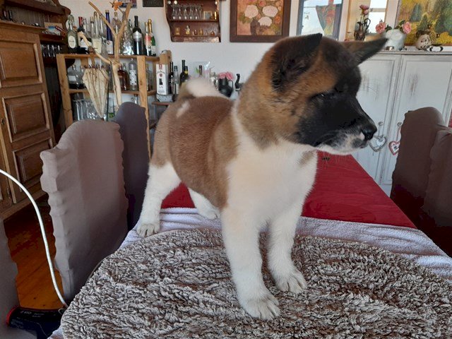 Američka akita
