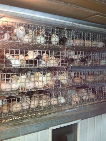 Inkubator 3200 jaja kompjuteriziran + valionik