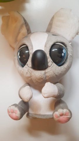Koala