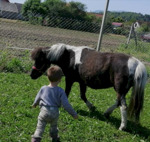 Pony kobila