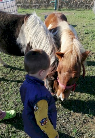 Pony kobila