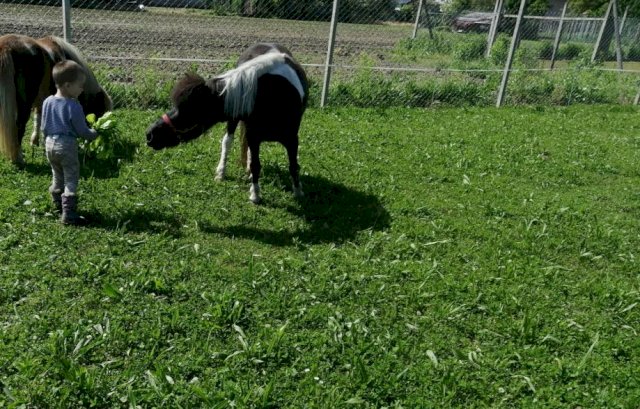Pony kobila