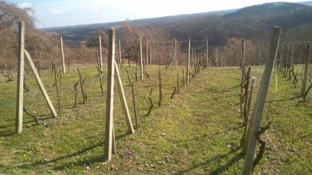 Gornje Orešje, vinograd i klijet 20 m2