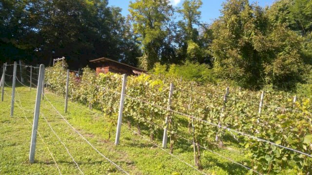 Gornje Orešje, vinograd i klijet 20 m2