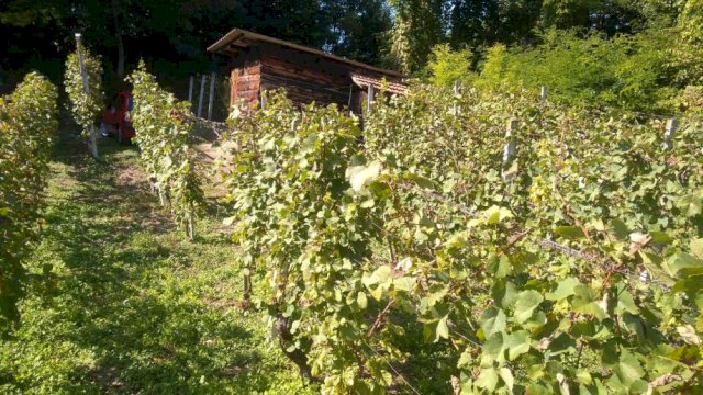 Gornje Orešje, vinograd i klijet 20 m2