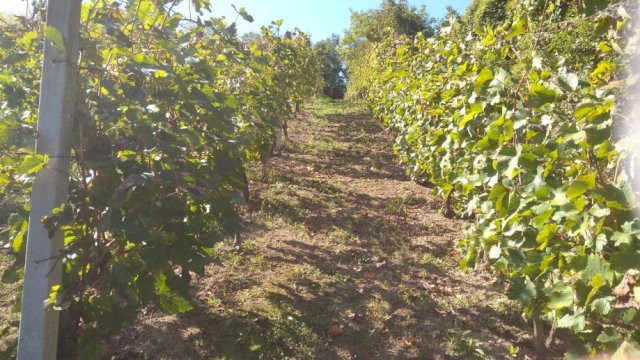 Gornje Orešje, vinograd i klijet 20 m2