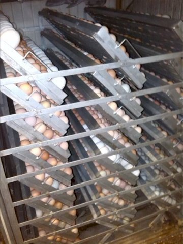 Automatski inkubator za svu perad